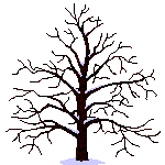 Bomen tijdens de 4 seizoennen