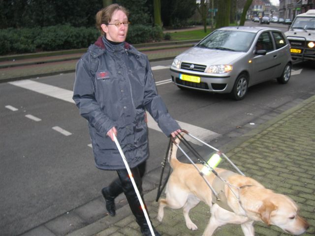 Met blindegeleidehond straat oversteken